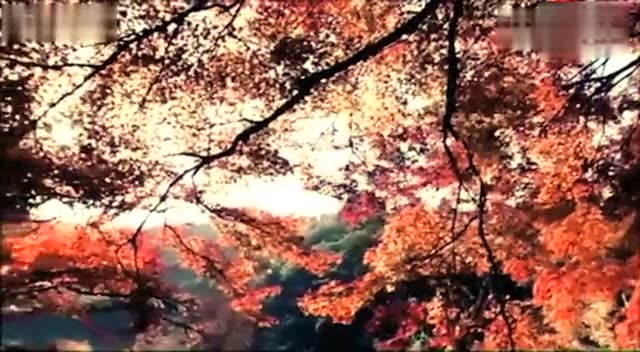 邓丽君《枫叶飘飘》，一叶知秋的美丽